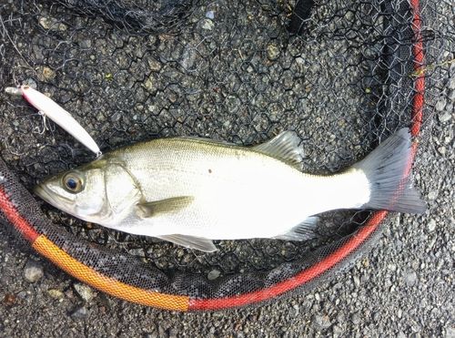 セイゴ（ヒラスズキ）の釣果