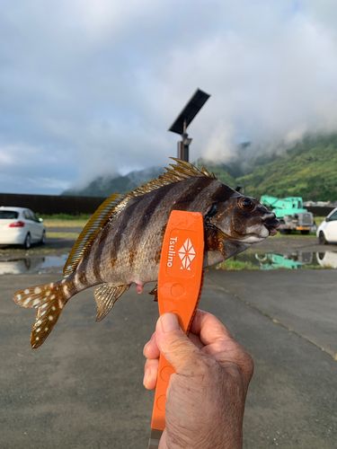 タカノハダイの釣果