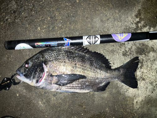 チヌの釣果