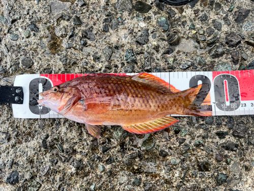 アカササノハベラの釣果