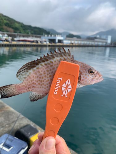 オオモンハタの釣果