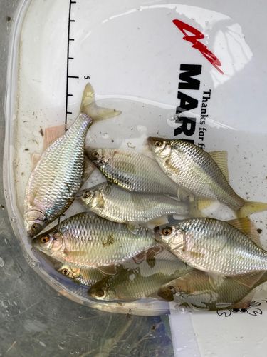 カネヒラの釣果