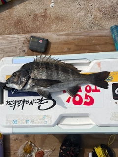 クロダイの釣果