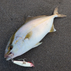 ショゴの釣果