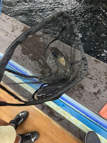 コイの釣果