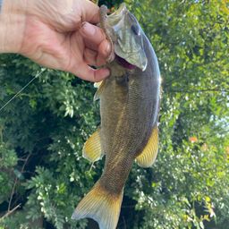 スモールマウスバス