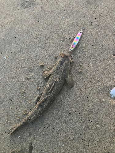 マゴチの釣果