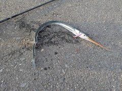 ダツの釣果