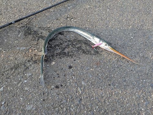 ダツの釣果