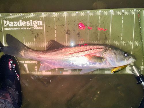 シーバスの釣果