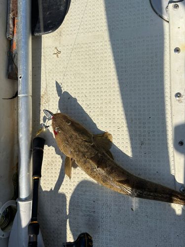 マゴチの釣果