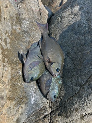 メジナの釣果