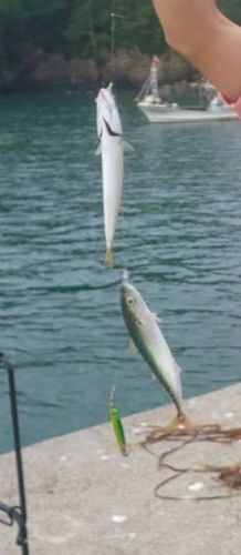 ゴマサバの釣果