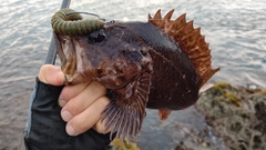 ムラソイの釣果