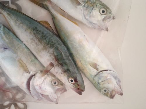 ツバスの釣果