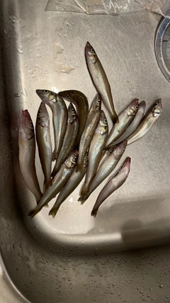 シロギスの釣果