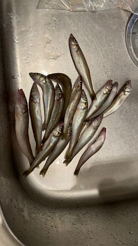 シロギスの釣果