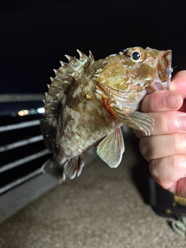 ガシラの釣果