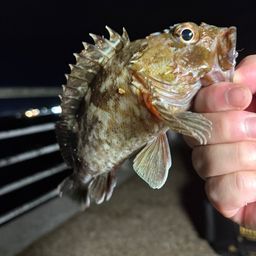 ガシラ