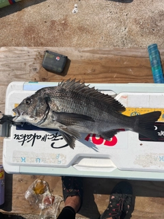 クロダイの釣果