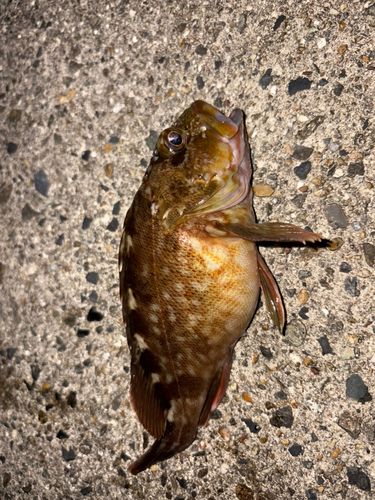 カサゴの釣果