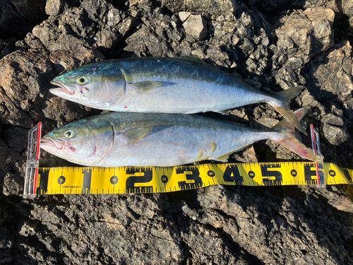 ワラサの釣果