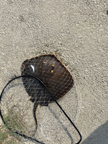 アカエイの釣果