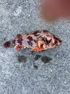 ヨロイメバルの釣果
