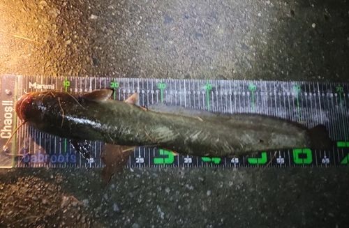 ナマズの釣果