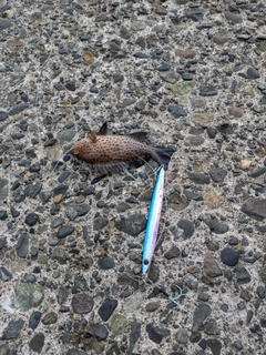 オオモンハタの釣果