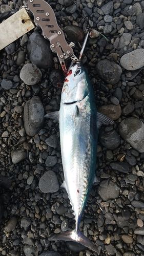 ソウダガツオの釣果