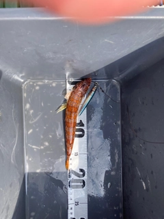 エソの釣果