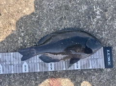 メジナの釣果
