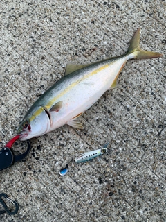 ヤズの釣果