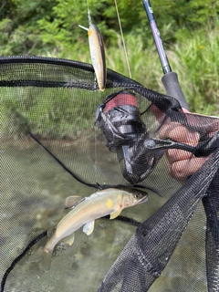 アユの釣果