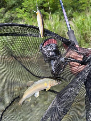 アユの釣果