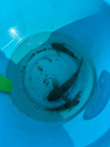 マハゼの釣果