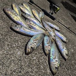 アジ