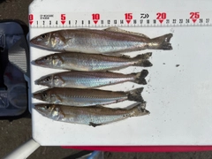 シロギスの釣果