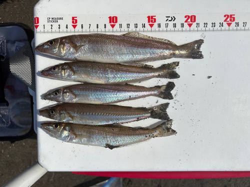 シロギスの釣果