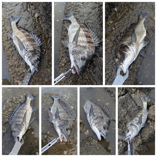 チヌの釣果
