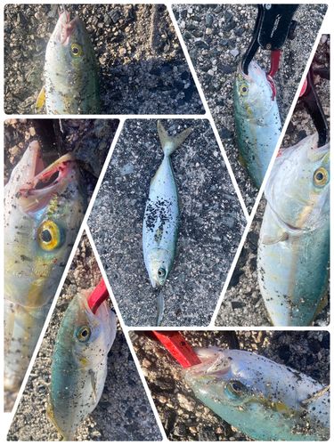 ツバスの釣果