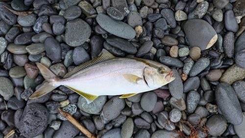 ショゴの釣果