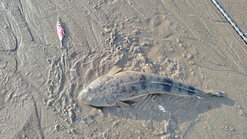 コチの釣果