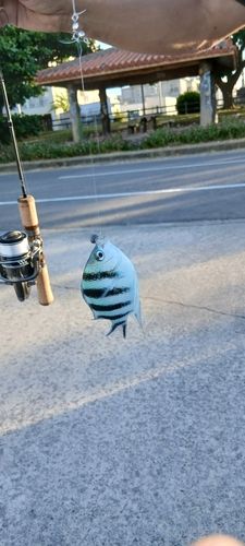 ロクセンスズメダイの釣果