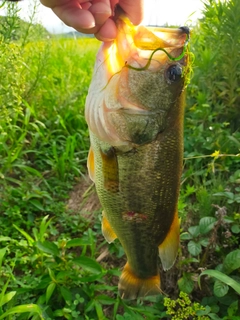 ブラックバスの釣果