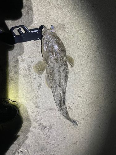 マゴチの釣果