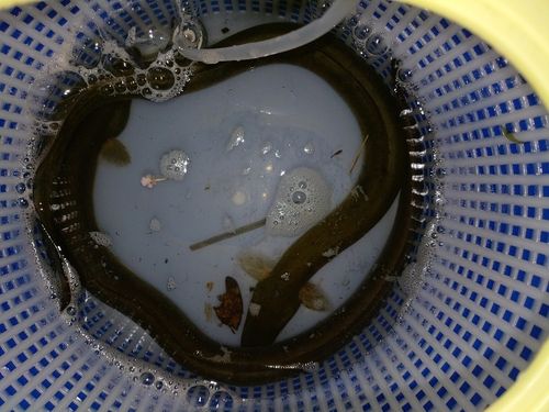 ウナギの釣果