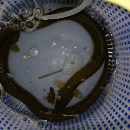 ウナギ