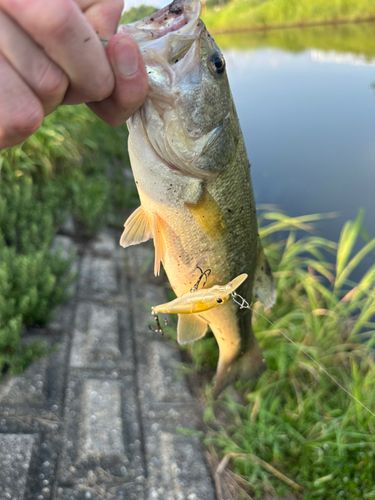 ラージマウスバスの釣果
